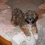 Lori Pierson Photo 10