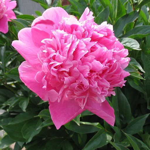 Gail Wood Photo 33