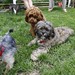 Frank Demarco Photo 36