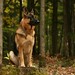 Kelly Shepherd Photo 20