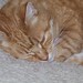 Ginger Storey Photo 13