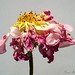 Susan Rose Photo 44