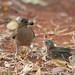 Tom Covert Photo 10
