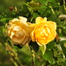 Julia Reeves Photo 19