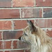 Ruby Walls Photo 16