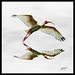 Michael Colyer Photo 34