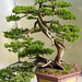 Liang Chang Photo 23