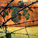 Robin Dean Photo 36
