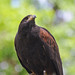 Tracy Harris Photo 25