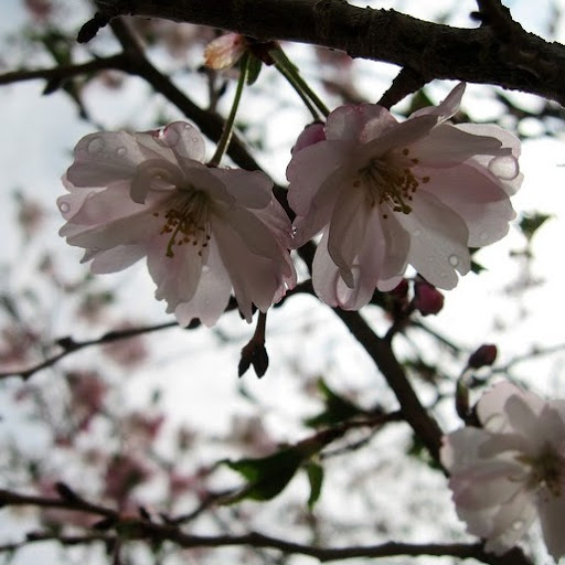 Jenny Ren Photo 12