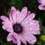 Kathy Shepard Photo 35