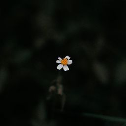 Janice Tong Photo 8