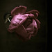 Rose Elliott Photo 14