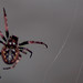 Daniel Netz Photo 15