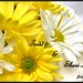 Sheri Lee Photo 24