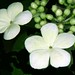 Trang Luong Photo 8