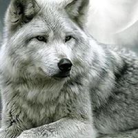Robert Wolf Photo 44