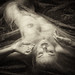 Julia Dean Photo 6