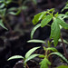 Ruby Green Photo 6