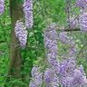Gayle Jones Photo 27