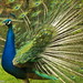 Louis Peacock Photo 19