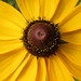 Susan Golden Photo 14