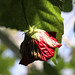 Adam Krohn Photo 21