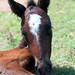 Cheryl Morris Photo 34