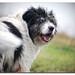 Edgar Shepherd Photo 5