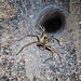 Linda Burrow Photo 22