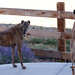 Sandy Sherman Photo 16