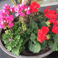 Anne Toth Photo 15
