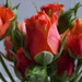 Rose Flores Photo 10