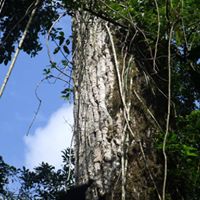 Manoel Silva Photo 27