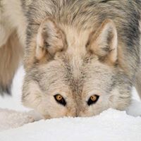 Robert Stephens Photo 25