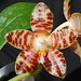 David Lim Photo 13