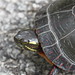 Earl Rowe Photo 10