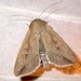 Thomas Speck Photo 28