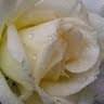 Frances Boyer Photo 14