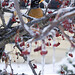 Robin Heine Photo 12
