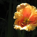Julia Schaefer Photo 37