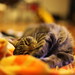 Deborah Downs Photo 17