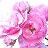 Susan Doty Photo 35