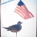 Donald Schaeffer Photo 6