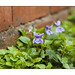 Violet Walling Photo 8