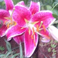 Connie Hardy Photo 8