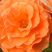 Gail Rose Photo 39