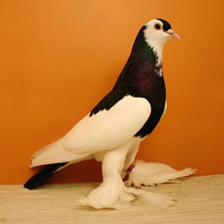 Muhammad Zafar Photo 40