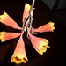 Patricia Bell Photo 22
