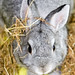 Timothy Hay Photo 33